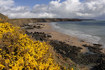 Gorse (Ulex europaeus) and Marloes Sands, Marloes, Pembrokeshire, Wales, UK, Europe