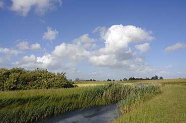 Reen, Newport Wetlands National Nature Reserve, Newport, Wales, UK, Europe