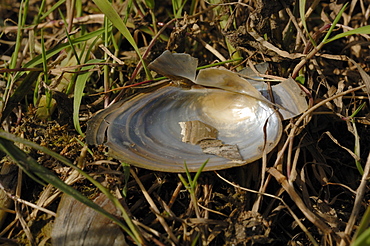 Remains of clam shell eaten by bird, Newport Wetlands National Nature Reserve, Newport, Wales, UK, Europe