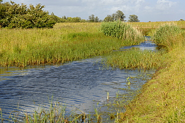 Reen, Newport Wetlands National Nature Reserve, Newport, Wales, UK, Europe