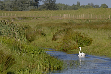 Mute swan Cygnus olor Newport Wetlands National Nature Reserve, Newport, Wales, UK, Europe