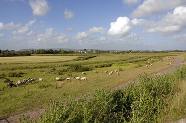 Sheep grazing, Newport Wetlands National Nature Reserve, Newport, Wales, UK, Europe