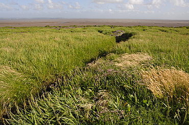 Saltmarsh, Goldcliff, Gwent Levels, Newport, Wales, UK, Europe