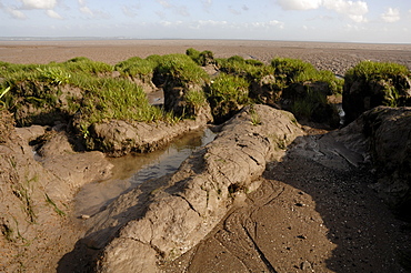 Saltmarsh, Goldcliff, Gwent Levels, Newport, Wales, UK, Europe