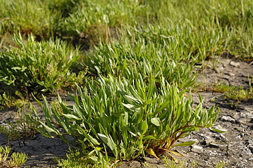 Lax-flowered Limonium humile Sea-lavender Saltmarsh, Goldcliff, Gwent Levels, Newport, Wales, UK, Europe