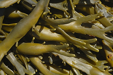 Egg Wrack or Knotted Wrack, Ascophyllum nodosum, Angle Bay, Milford Haven, Pembrokeshire, Wales, UK, Europe