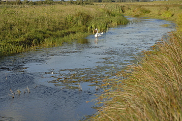 Mute swan Cygnus olor Newport Wetlands National Nature Reserve, Newport, Wales, UK, Europe