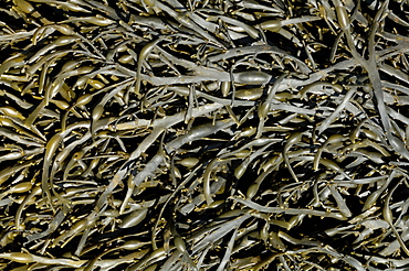 Egg Wrack or Knotted Wrack, Ascophyllum nodosum, Angle Bay, Milford Haven, Pembrokeshire, Wales, UK, Europe