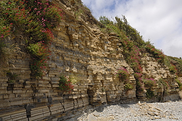 Blue Lias rocks, cliff, Lavernock Point, Vale of Glamorgan, Wales, UK, Europe