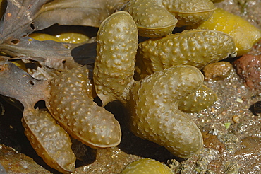 Bladder Wrack, Fucus vesiculosus, Angle Bay, Milford Haven, Pembrokeshire, Wales, UK, Europe