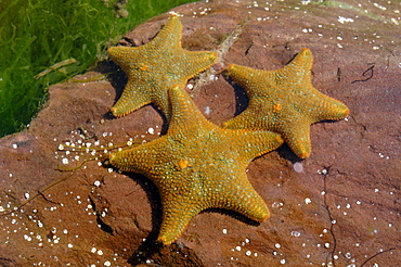 Common Cushion Stars Asterina gibbosa Castle Bay, Dale, Pembrokeshire, Wales, UK, Europe     (rr)