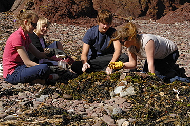 A level students doing a sandhopper survey, Castle Bay, Dale, Pembrokeshire, Wales, UK, Europe