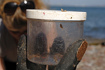 A level students doing a sandhopper survey Talitrus saltator, Castle Bay, Dale, Pembrokeshire, Wales, UK, Europe