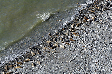 Atlantic grey seals hauled out on Traeth Godi'r Coch, Wales, UK