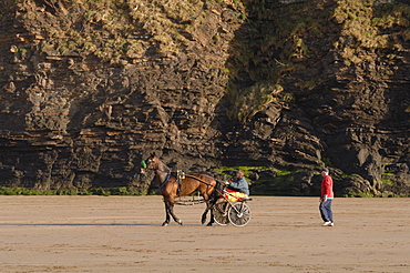 Harness racing horse, driver and buggy, Broad Haven beach, Pembrokeshire, Wales, UK, Europe