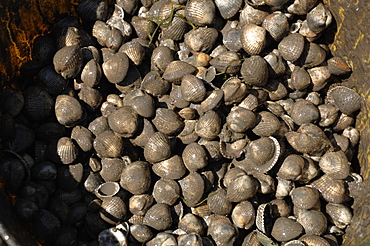 Sack of cockles, Angle Bay, Milford Haven, Pembrokeshire, Wales, UK, Europe