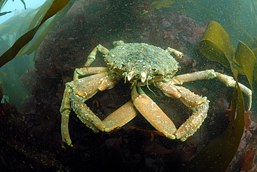 Spider crab underwater, Maja squinado, Pembrokeshire, Wales, UK