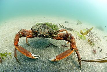 Spider crab underwater, Maja squinado, Pembrokeshire, Wales, UK