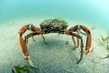 Spider crab underwater, Maja squinado, Pembrokeshire, Wales, UK