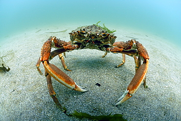 Spider crab underwater, Maja squinado, Pembrokeshire, Wales, UK    (rr)