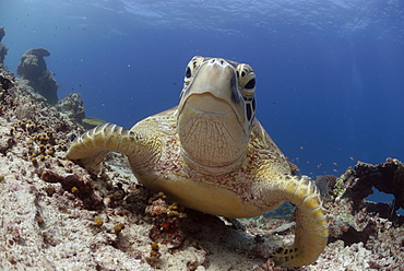 Green sea turtle ( Chelonia mydas ), Sipidan, Sabah, Malaysia, Borneo, South-east Asia