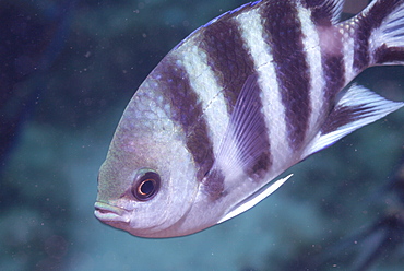 Scissortail sergeant ( Abudefduf sexfasciatus ), Mahe, Seychelles, Indian Ocean