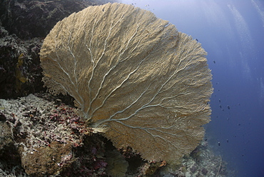 Gorgonian Sea Fan - Annella mollis (Subergorgia mollis), Sipadan, Sabah, Malaysia, Borneo, South-east Asia