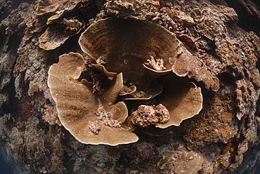 Turbinaria mesenterina or Montipora, Sipadan, Sabah, Malaysia, Borneo, South-east Asia