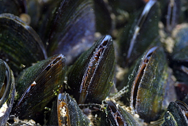 Common mussel (Mytilus edulis), St Brides, Pembrokeshire, Wales, UK, Europe        (rr)