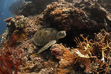 Coral reef, Sipadan, Sabah, Malaysia, Borneo, South-east Asia