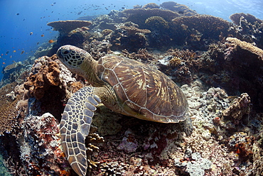 Green sea turtle ( Chelonia mydas ), Sipadan, Sabah, Malaysia, Borneo, South-east Asia