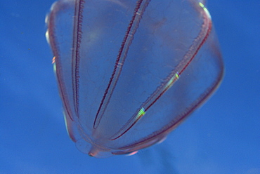 Comb jellyfish, Pembrokeshire, Wales, UK       (rr)