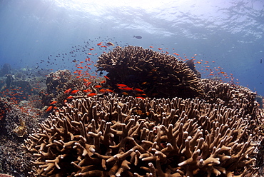 Acropora hard corals ( Porites antennuata) and school of Anthia fish, reef crest, Sipadan, Sabah, Malaysia, Borneo, South-east Asia