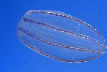 Comb jellyfish, Pembrokeshire, Wales, UK       (rr)