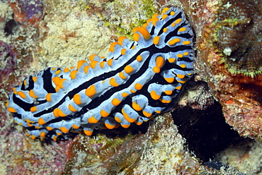 Nudibranch Phyllidia varicosa, Mahe, Seychelles, Indian Ocean