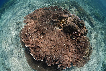 Acropora latistella, Sipadan, Sabah, Malaysia, Borneo, South-east Asia