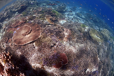 Hard corals on reef crest, Sipadan, Sabah, Malaysia, Borneo, South-east Asia