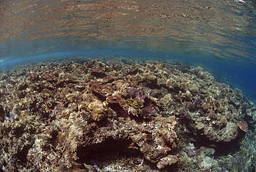 Hard corals on reef crest, Sipadan, Sabah, Malaysia, Borneo, South-east Asia