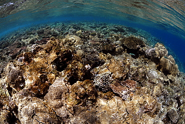 Hard corals on reef crest, Sipadan, Sabah, Malaysia, Borneo, South-east Asia