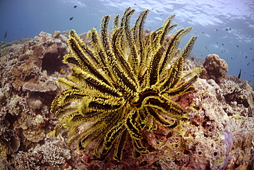 Feather Star ( Oxycomanthus bennetti ), Sipadan, Sabah, Malaysia, Borneo, South-east Asia