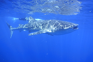 Snorkeller and Whale Shark with mouth open , Rhincodon typus, Mahe, Seychelles, Indian Ocean