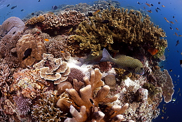 Hard corals on reef crest and Many-spotted sweetlips ( Plectorhinchus chaetodontoides ), Sipadan, Sabah, Malaysia, Borneo, South-east Asia     (rr)