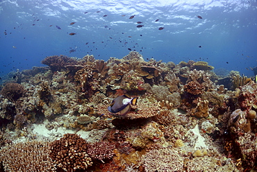 Titan triggerfish ( Balistoides viridescens ), Sipadan, Sabah, Malaysia, Borneo, South-east Asia     (rr)