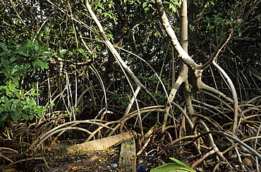 Liitter and mangrove roots, Belize Barrier Reef, Caribbean