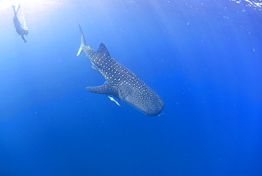 Whale shark researcher and Whale Shark , Rhincodon typus, Mahe, Seychelles, Indian Ocean