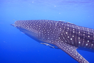 Whale Shark , Rhincodon typus, Mahe, Seychelles, Indian Ocean