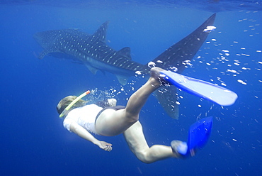 Whale shark researcher snorkelling underwater with Whale Shark