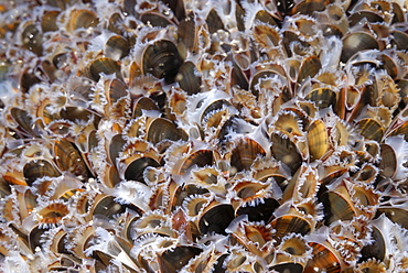 Mussels Mytilus edulis feeding, Nolton Haven, Pembrokeshire, Wales, UK, Europe