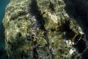 Coasteering, St. Non's Bay, Pembrokeshire, Wales, UK, Europe