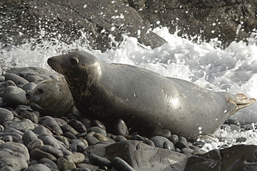 Atlantic Grey Seal mother and pup, Pembrokeshire, Wales, UK, Europe